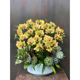 CHẬU LAN HỒ ĐIỆP MINI VÀNG